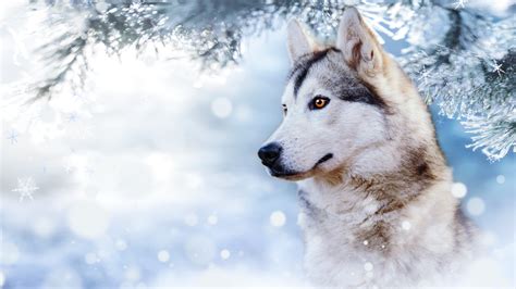 Download Dog Animal Husky HD Wallpaper