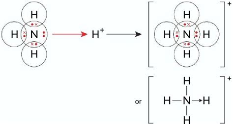 Module 2.2 Dative Covalent Bonding Diagram | Quizlet