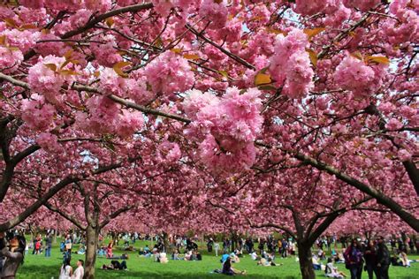 Brooklyn Botanic Garden: Cherry Blossom Season — ARTISAN & KING