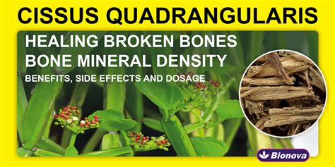 Cissus quadrangularis: Uses, Benefits, Side Effects and Dosage - bionova