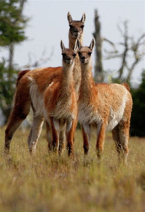 A Heard of Guanacos Along the Trail Photograph by Jim Urquhart | Fine Art America