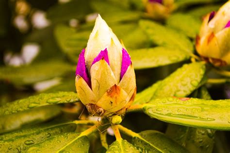 springtime flowers | Smithsonian Photo Contest | Smithsonian Magazine