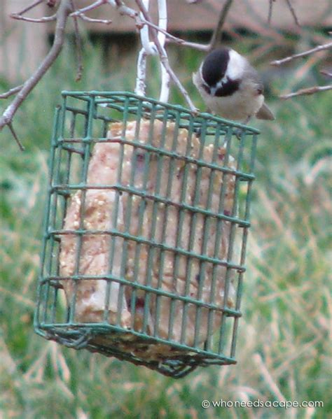 Homemade Wild Bird Suet - Who Needs A Cape?