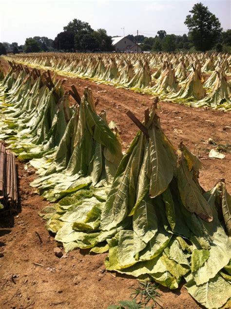 Life in the Heart of the Amish Country: Growing Tobacco - A Cash Crop