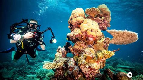 10 of the Best Maldives Scuba Diving Resorts | Maldives Luxe | The Maldives Holiday Specialists