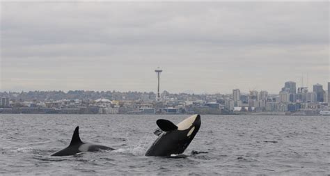 Male Killer Whales More Frequent Hunters, New Research Shows | NOAA ...