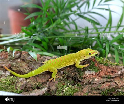 Madagascar Giant Day Gecko Stock Photo - Alamy