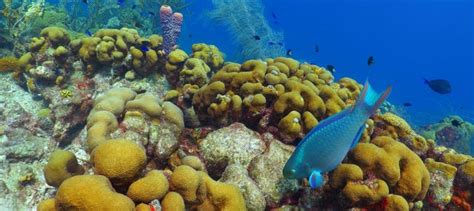 Escambron Beach Snorkeling Tour, San Juan