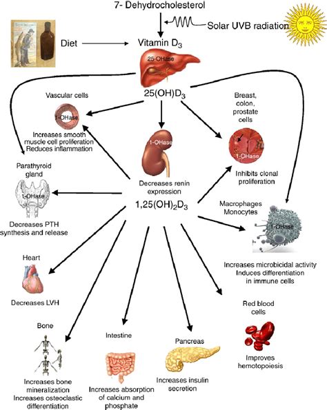 1: The Mechanism of Action of Vitamin D. | Download Scientific Diagram