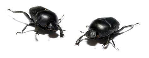 New dung beetle species on Australian soil | The National Tribune