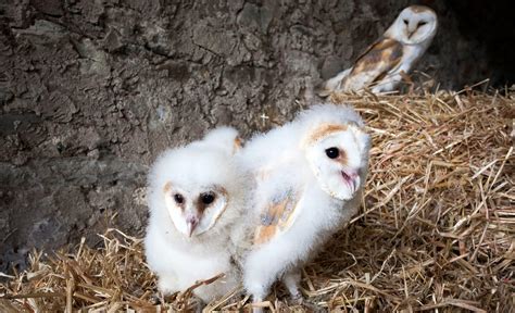 Family Ties: Barn Owl Chicks Let Their Hungry Siblings Eat First | Audubon