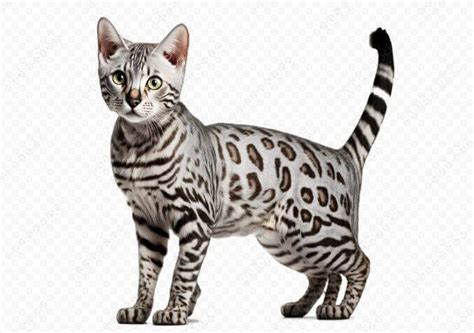 Silver Bengal Cat: Facts, Origin & History (with Images ...