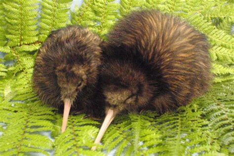 New Zealand Kiwi Bird / New Zealand Bird Kiwi Kiwi Bird Animals Warning ...