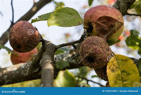 Crop of Apples Ruined by Diseases of Fruit Trees. Apple is Affected by Fungus and Mold. Disease ...