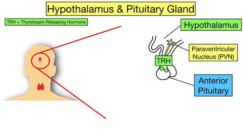 Thyroid Hormone Synthesis Pathway: Step-By-Step Flow Chart — EZmed