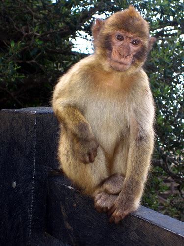 0906 baby ape looks serious | Gibraltar | dottyguy | Flickr