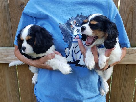 Cavalier King Charles Spaniel Puppies For Sale | Stuarts Draft, VA #306668