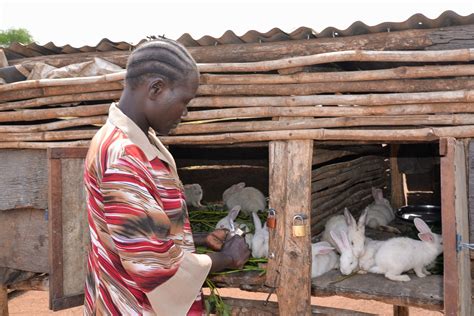 Fish and rabbit farming providing hope and income for communities in ...