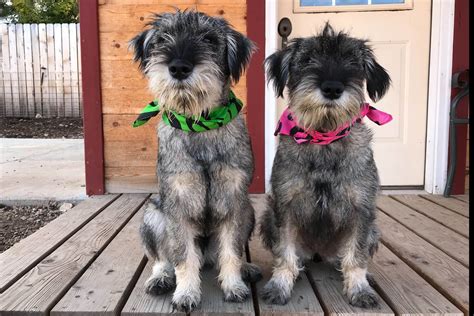 Argyle Standard Schnauzers - Puppies For Sale