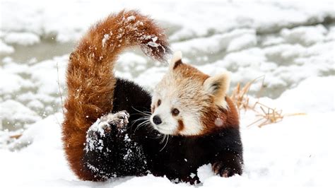 Chinese Little Red Panda Playing In Snow - Red Panda Snow - 1920x1080 ...