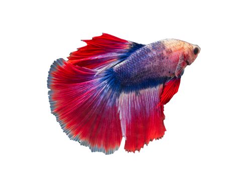 beautiful betta fish on transparent background 19988496 PNG