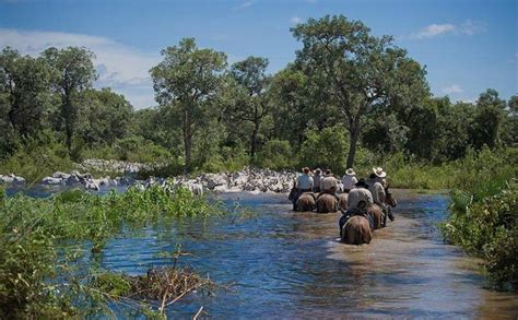 34 melhores imagens de Pantanal | Mato Grosso | Brasil no Pinterest ...