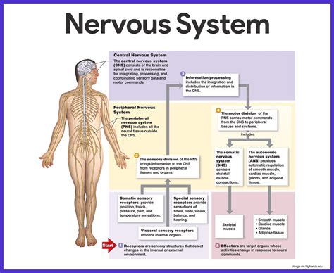 Nervous System Anatomy and Physiology - Nurseslabs