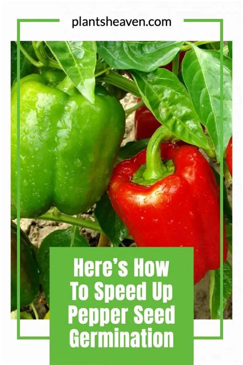 Here’s How To Speed Up Pepper Seed Germination | Plants Heaven