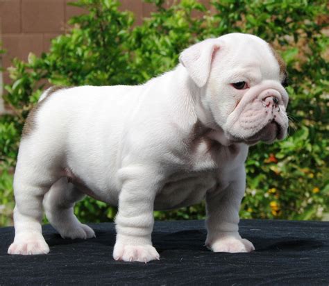 Cute Puppy Dogs: Miniature English Bulldog Puppies