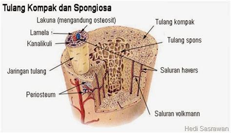 Gambar Jaringan Tulang Kompak dan Spongiosa - Sumber Belajar