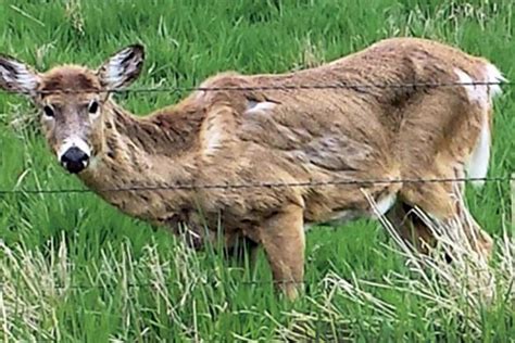 University of Minnesota researchers look to ramp up CWD testing