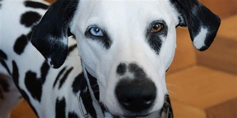 7 Dog Breeds Prone To Deafness - The Animal Rescue Site News