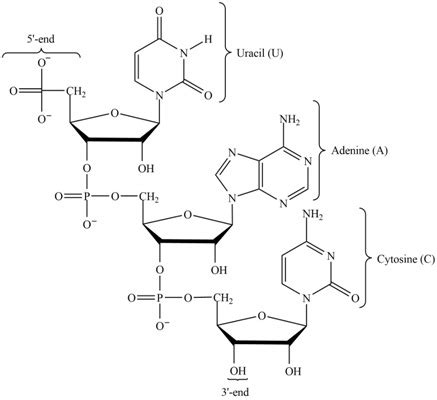 Draw the complete structure of the ribonucleotide codon UAC. For what amino acid does this ...