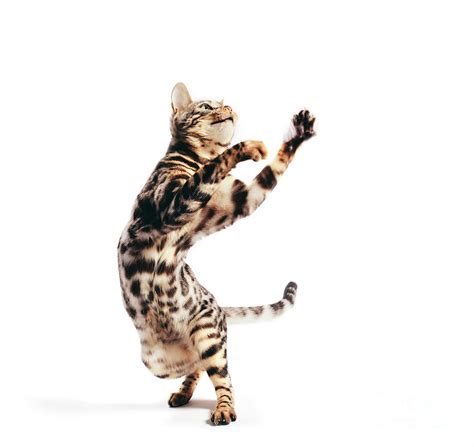 Bengal cat standing in funny pose as if dancing. Isolated on white ...