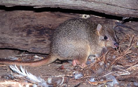 Kangaroo Rats Missing for 30 Years Rediscovered in Baja California - Newsweek