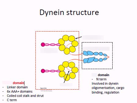 BIOSCI 203 Motors: Dynein Diagram | Quizlet