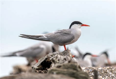 Manmade Common Tern breeding platform on Behance