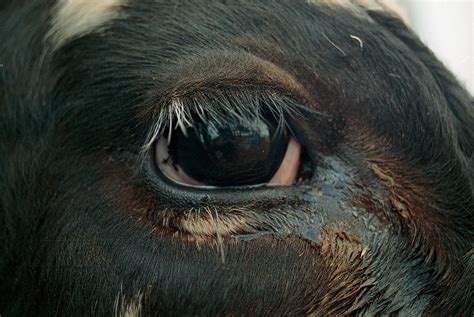 Protect cattle from pinkeye as season hits North Coast - Local Land Services