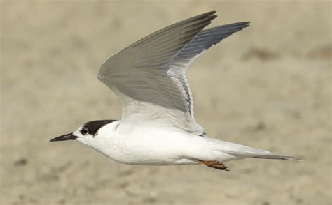 Common Tern | San Diego Bird Spot