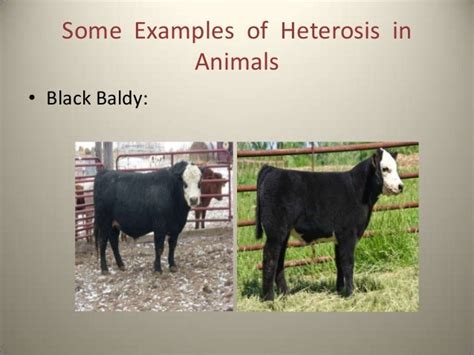 Heterosis