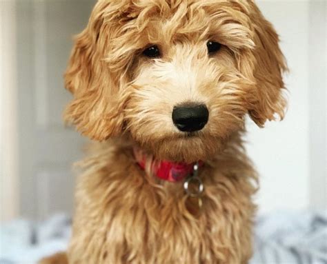 F2B Mini Goldendoodle Puppies for Sale – Top 7 Breeders!