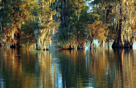 "Cypress Bayou" by AcadianaGal | Redbubble