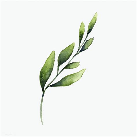 Hand drawn olive branch watercolor style vector | free image by ...