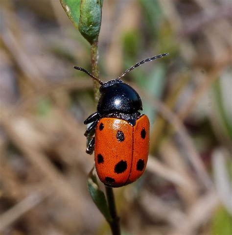 Record numbers and new site discovered for rare beetle - Buglife latest news