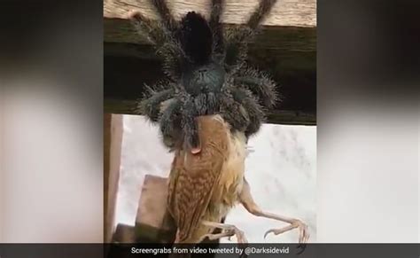 This Viral Video Of A Huge Spider Eating A Bird Is Straight Up Horrifying