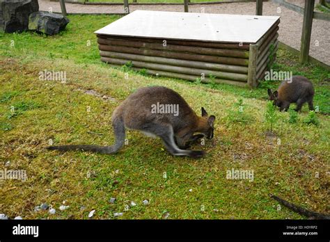 Kangaroo a marsupial from the family Macropodidae. Dated 2016 Stock ...