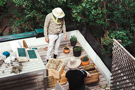 A Beginner's Guide to Beekeeping