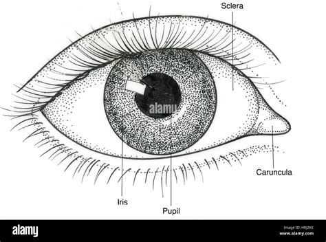 Illustration of Human Eye Stock Photo - Alamy