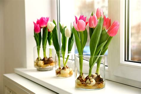 10 Pre-Chilled Tulip Bulbs for Forcing - Grow Indoor Tulips Now ...