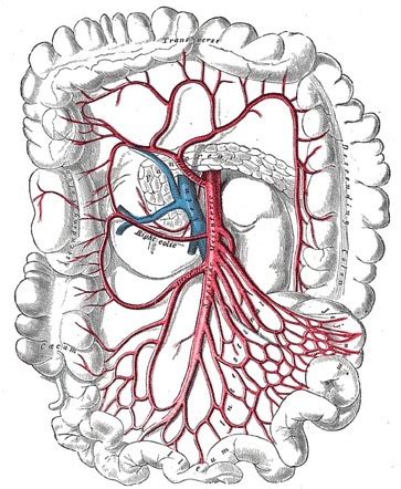 Middle colic artery | Radiology Reference Article | Radiopaedia.org